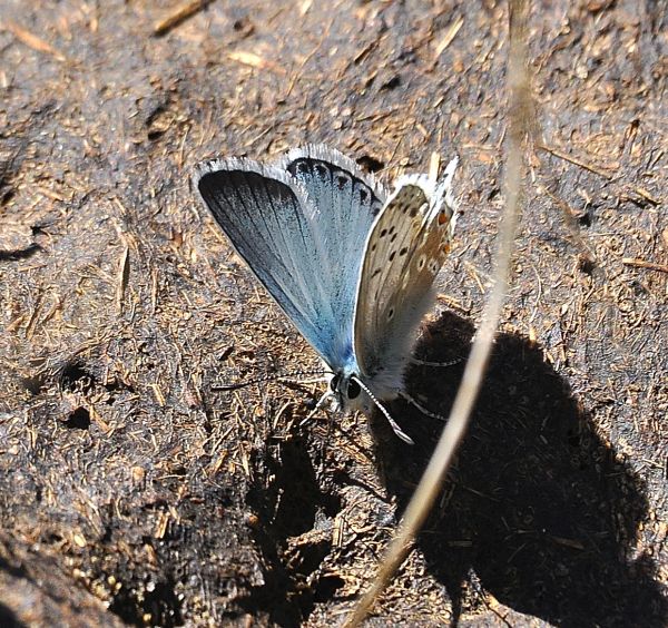 Polyommatus coridon da record?